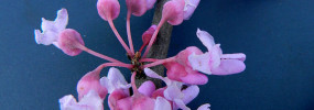 redbud on backdrop