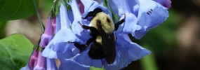 Bluebells,
Mertensia virginica