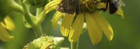 skipper and bee, diggers don't have pollen basket