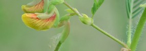 Aeschymonene virginica
Photo credit: Virginia Department of Conservation and Rec.