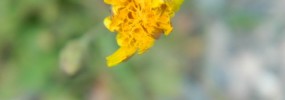 Hypochaeris Radicata, hairy or cat's ears dandelion
