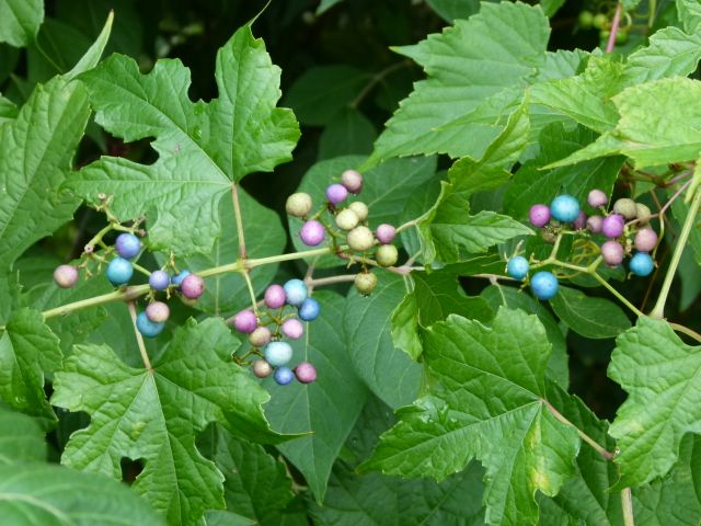 Porcelain Berry Perennial Vine Seeds - 5+ Fresh Seeds, USA Seller (Cannot Ship To NY)