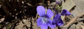 Close up view of bloom