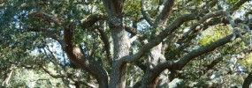 Live oak, Quercus virginiana