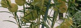 357px-Asclepias_physocarpa2