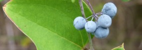 Smilax glauca, Whiteleaf Greenbrier. Photo: S.P.D.
