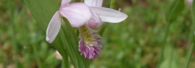Imagine a whole "sea" of these Rose pogonias! (Pogonia ophioglossoides)