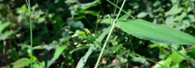 Many species of Dichanthelium look very much alike and often co-occur. Left and center stalks: Bosc’s Panic Grass (Dichanthelium boscii); Angling in from the right: Broad-leaved Panic Grass (Dichanthelium latifolium
