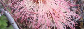 A member of the Fabaceae family, Calliandra eriophylla, or fairy duster. This Arizona native was identified through the presence of the recognizable family characteristics.