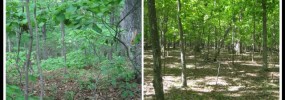 Left: Forest with healthy understory Right: Over-browsed forest with no understory. Photos by Charles Smith