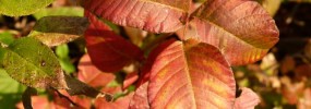 Poison ivy is a beautiful red color in fall.