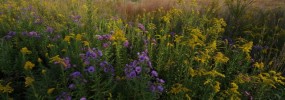 Virginia's rich biodiversity