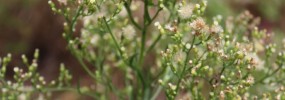 Horseweed, (Conyza canadensis). Photo credit: Phillip Merritt