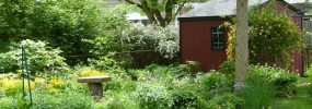 A sterile, resource gobbling lawn transformed into a beautiful yard that attracts birds and butterflies!