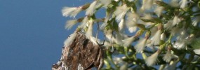 Groundsel Tree Female Painted Lady HLH