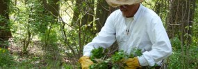 Alan Ford pulling invasive plants on Invasive Plant Removal Day last year.