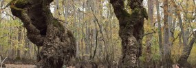 Cypress arch - skeletons of the bald cypress, (Taxodium distichum)
