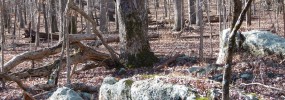 Serpentinite boulder outcrop in the stunted old growth forest.