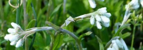 Pussytoes, (Antennaria plantaginifolia)