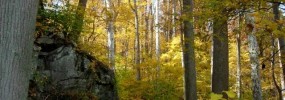 Scott's Run , a VNPS Registry site. Photo: Laura Beaty