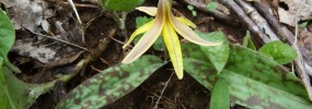 Erythronium americanum, Trout lily