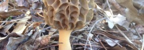 morel