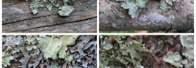 Top left: Common Greenshield. Top right: Powdered Ruffle. Bottom left: Hammered Metal. Bottom right: Sinewed Ramalina