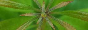 Young Wax Myrtle close-up showing clear spiral pattern of leaf growth and leaf glands (not on Hog Island).