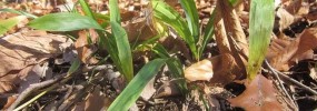 Evergreen foliage of White Bear Sedge (Carex albursina) . Photo by R.H. Simmons