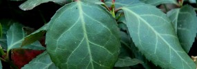 Winter Creeper, or Creeping Euonymus, with serrated edges. Photo courtesy of John W. Hayden