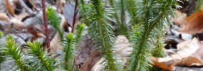 Huperzia lucidula, or Shining Clubmoss