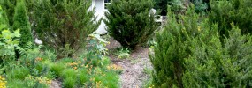 Cedars create privacy