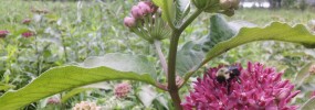 Native Bumble Bee makes use of Purple Milkweed, (Asclepias purpurea). Virginia's largest population of this plant lives at Huntley.