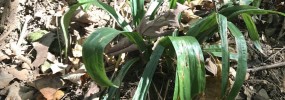 A one-of-a-kind sedge, just look at those leaves! White bear sedge, (Carex albursina), also seen at Ferry Hill.