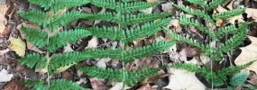 Dryopteris intermedia, triplodea, and carthusiana, respectively