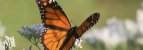 Monarch butterfly on Boneset, (Eupatorium perfoliatum). The garden is filled specifically with both nectar and host plants to support a wide range of pollinators