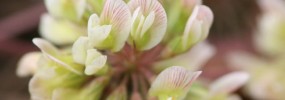 Flower of Kate's Mountain Clover. Photo credit: Jim Stasz, Maryland Biodiversity Project