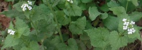 In the second year, Garlic Mustard will produce flowers and seeds - thousands of seeds! Photo credit: Richard Stromberg