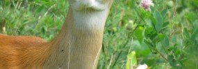 White-tailed deer are spreading invasive species throughout the United States. Photo taken by Betty Truax.