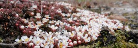 Pyxie moss in Isle of Wight County with a few sprigs of October flower - Polygonella polygama)
um. Photo: Zach Bradford