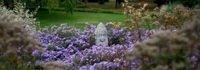 The front yard meadow garden in fall: Aromatic asters (Symphyotrichum oblongifolium) put on a show while other perennials go to seed. More habitat, less lawn.