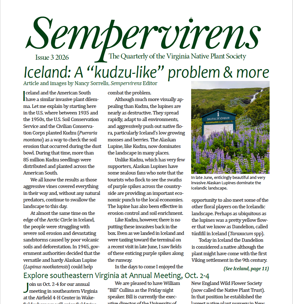 Sempervirens