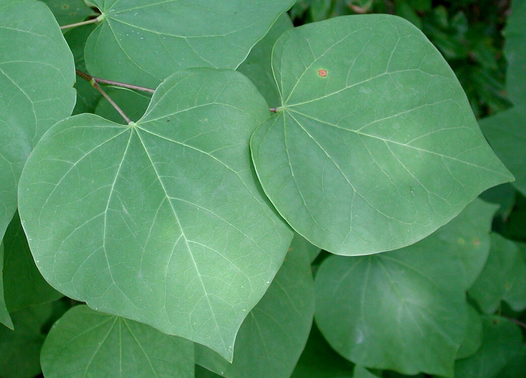 top 28 redbud tree leaf 2013 woy redbud cercis canadensis virginia native shady eighty top 28 redbud tree leaf 2013 woy redbud cercis canadensis virginia native shady eighty