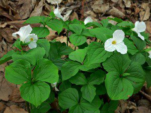 Trillium1