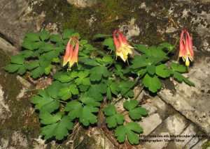 Columbine (University of Tenn)