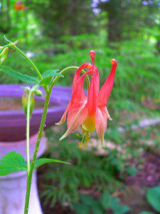 columbine