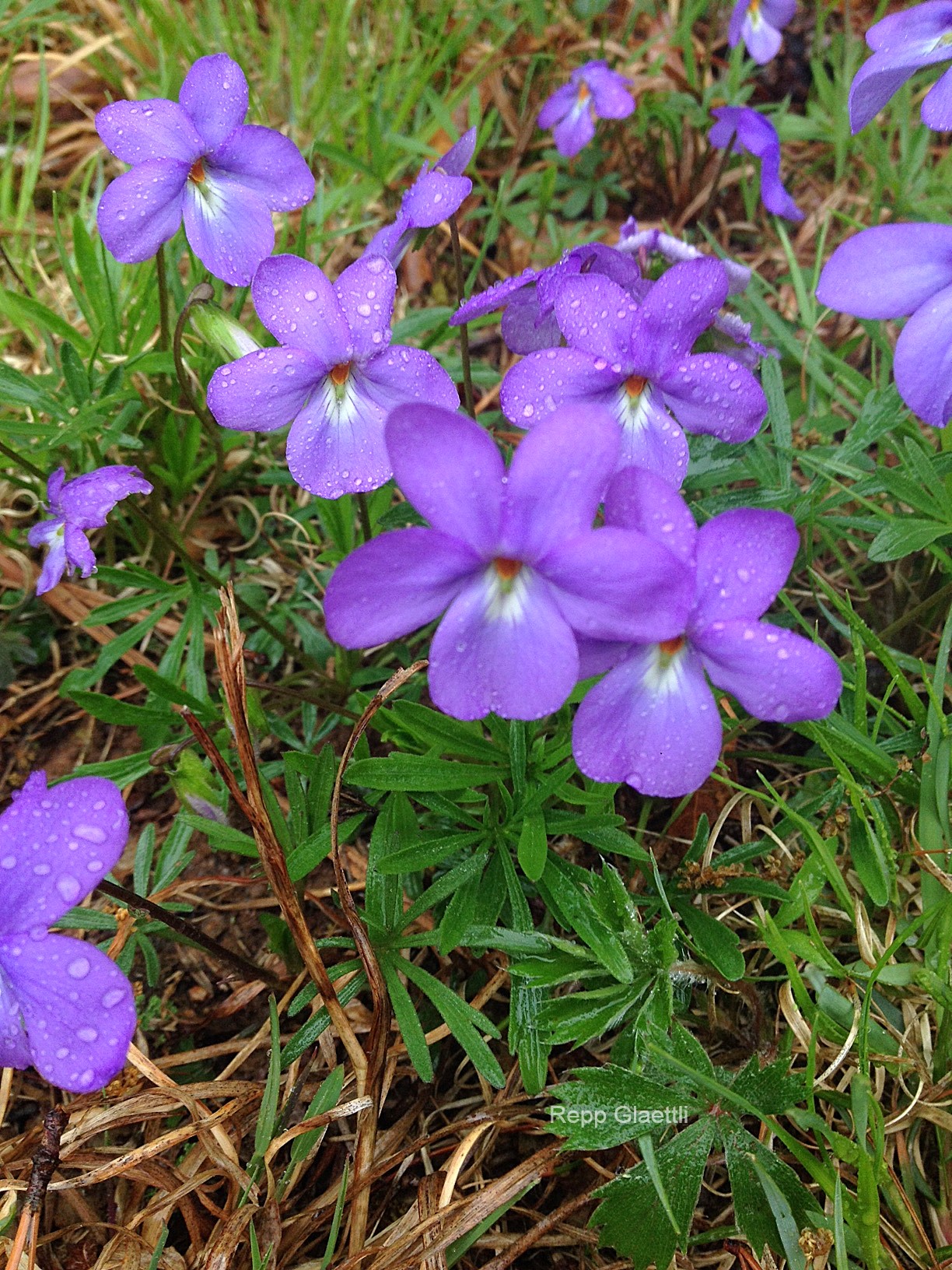 Viola pedata (Birdfoot Violet) - Jefferson