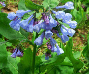 Bluebell, (Mertensia virginica)