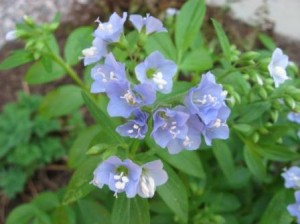 Jacob's ladder, Polemonium  sp.