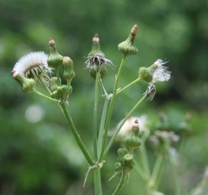 Fireweed